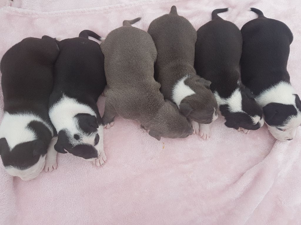 Des Molosses De Beaupuits - American Staffordshire Terrier - Portée née le 28/07/2018