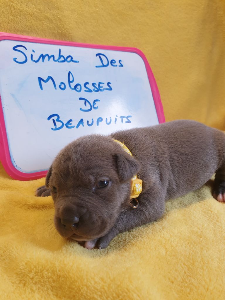 Des Molosses De Beaupuits - Chiot disponible  - American Staffordshire Terrier