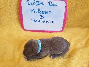 CHIOT SULTAN 