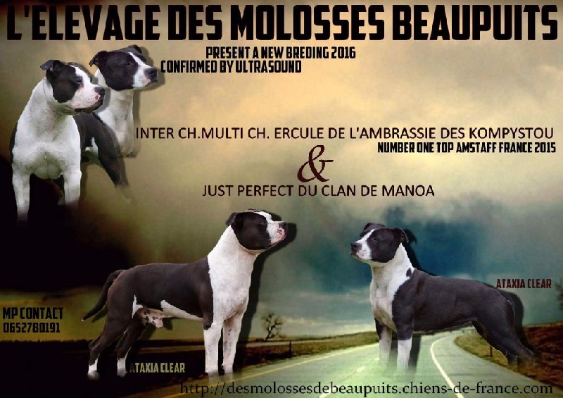 Des Molosses De Beaupuits - Chiot disponible  - American Staffordshire Terrier