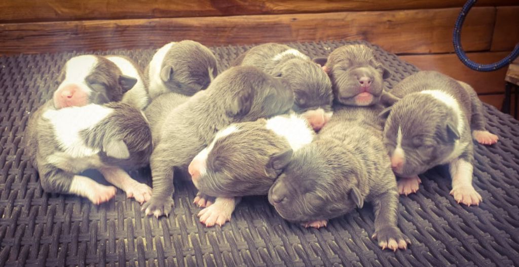 Des Molosses De Beaupuits - Chiots Américain Staffordshire Terrier 