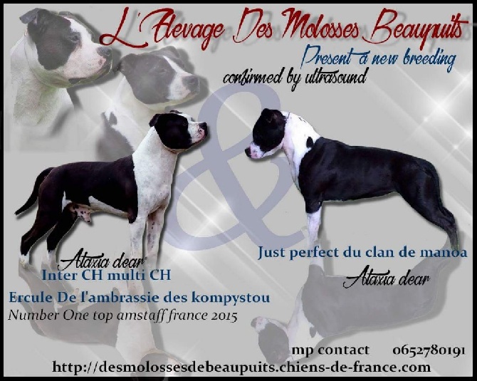 Des Molosses De Beaupuits - Bientot l'arrivée des bébés de Just Perfect