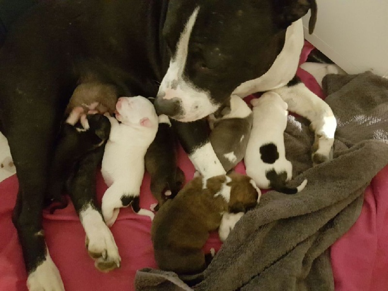 Chiots 2016 Just Perfect X Ercule