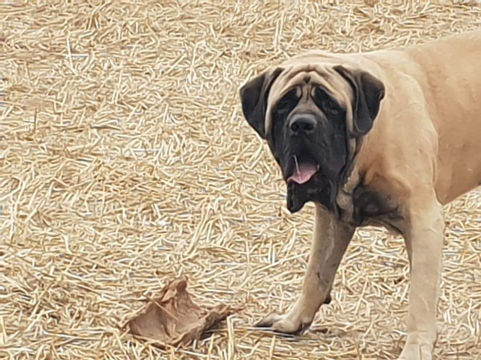BEBES DE MASCOTTE ET BOUBA NÉE LE 30 NOVEMBRE 2018