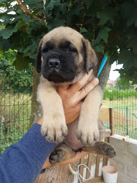 Chiots Jolia x Inti 2016