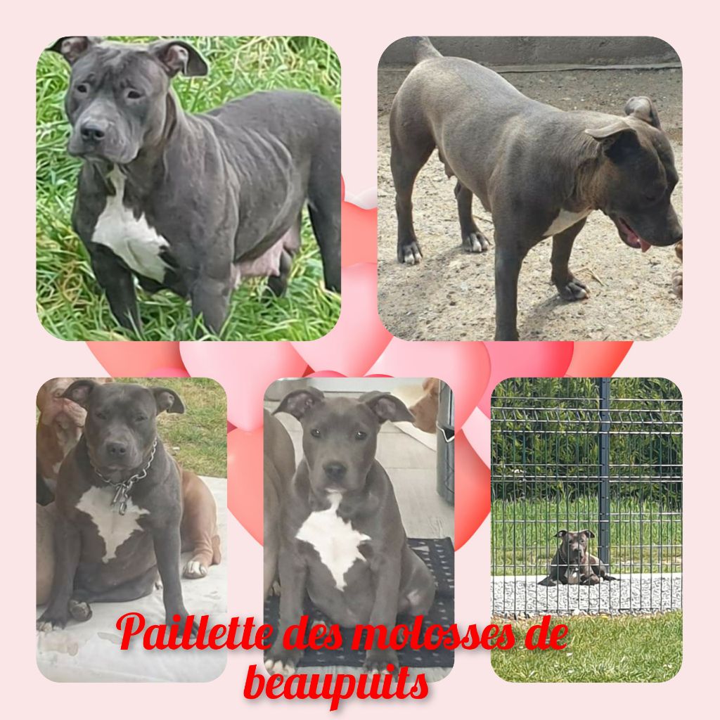Paillette des molosses de beaupuits et Iron dit stan de l'exil des ti