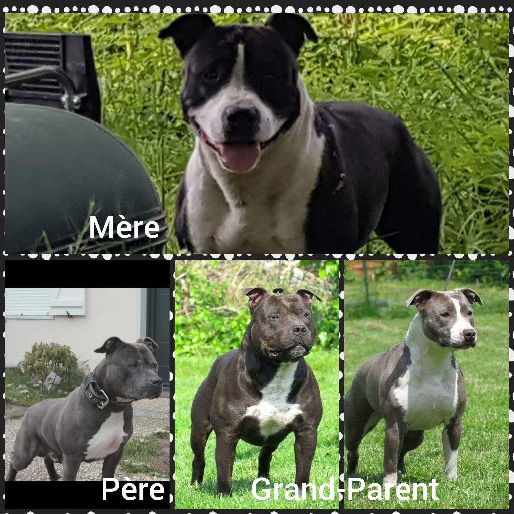 BEBES DE JUST PERFECT DU CLAN DE MANOA ET DE HASH SULTAN 2018
