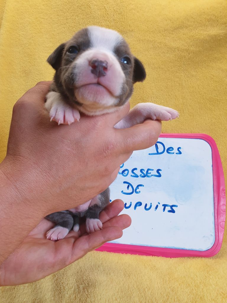 Des Molosses De Beaupuits - Chiots disponibles - American Staffordshire Terrier