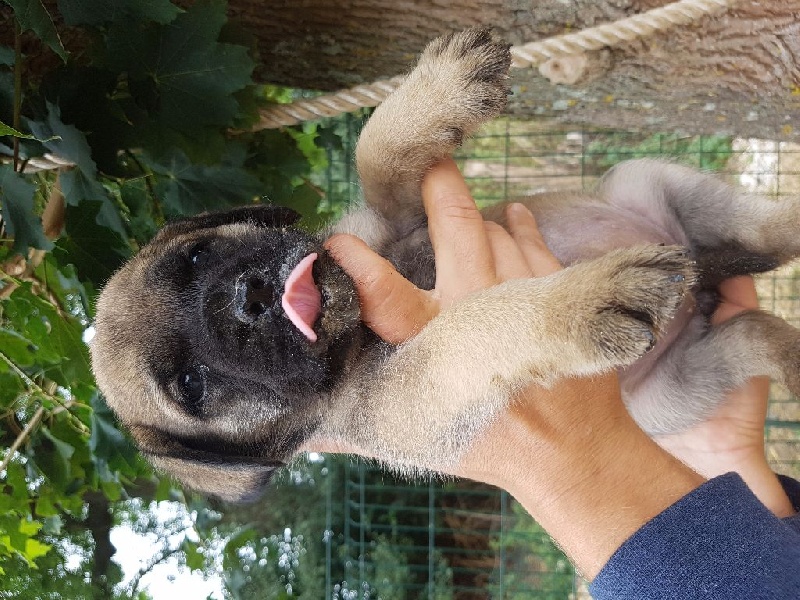 Des Molosses De Beaupuits - Chiots disponibles - Mastiff