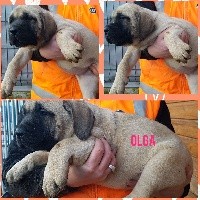 CHIOT OLGA