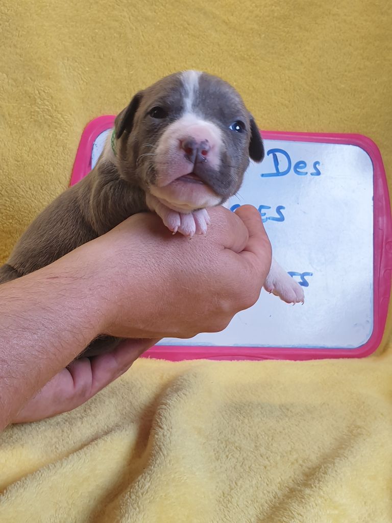 Des Molosses De Beaupuits - Chiots disponibles - American Staffordshire Terrier