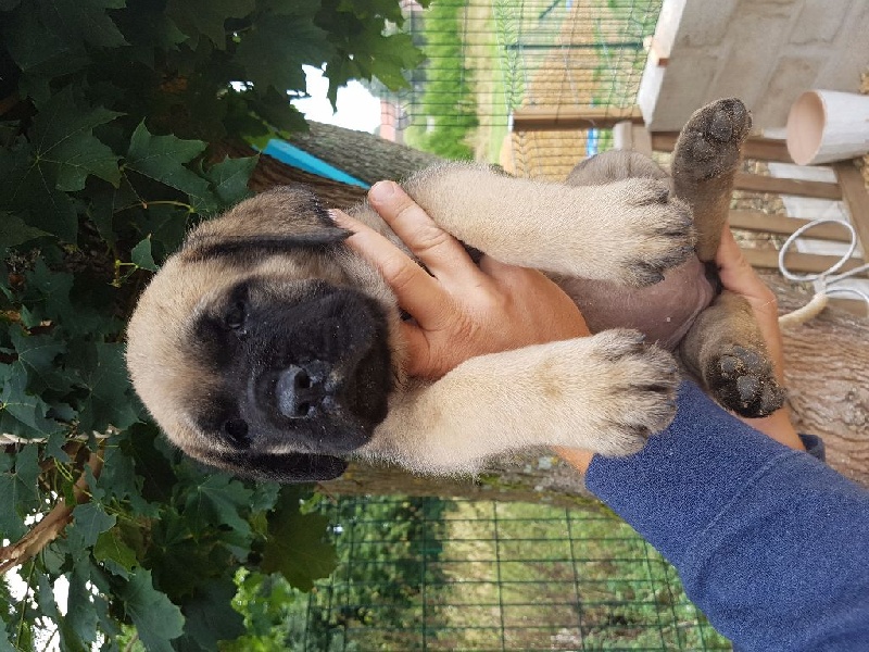 Des Molosses De Beaupuits - Chiots disponibles - Mastiff