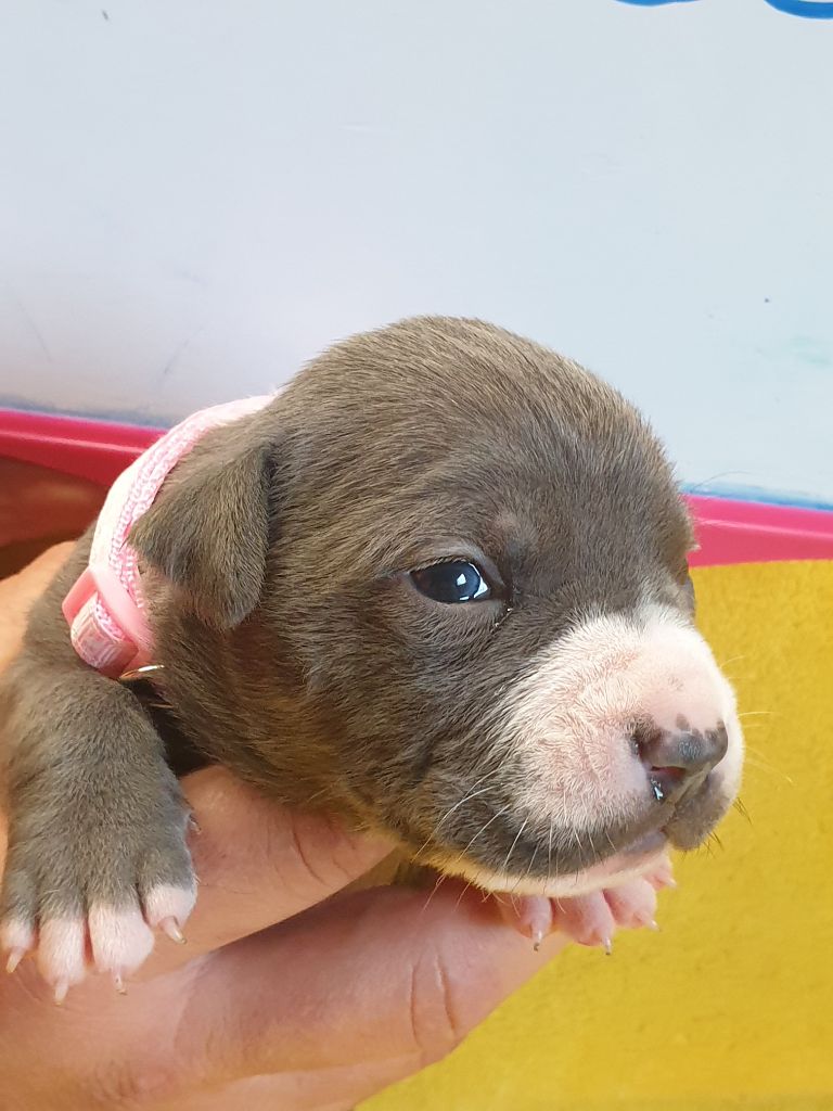 Des Molosses De Beaupuits - Chiots disponibles - American Staffordshire Terrier