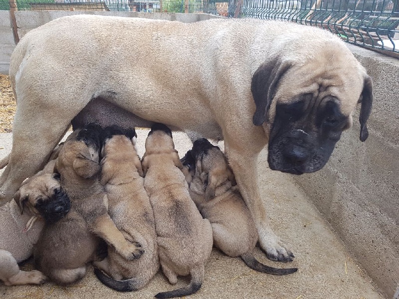 Chiot Mastiff Des Molosses De Beaupuits