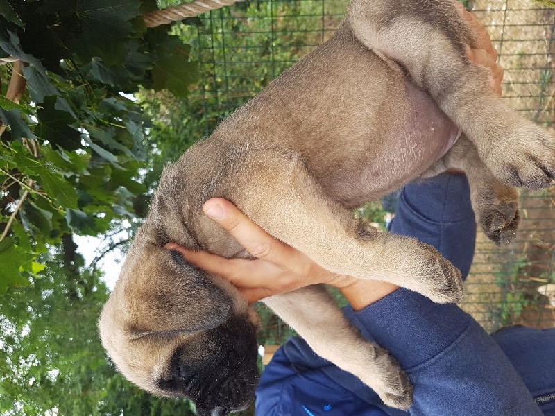 Des Molosses De Beaupuits - Chiots disponibles - Mastiff